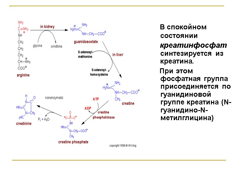 В спокойном состоянии      креатинфосфат синтезируется из креатина.  